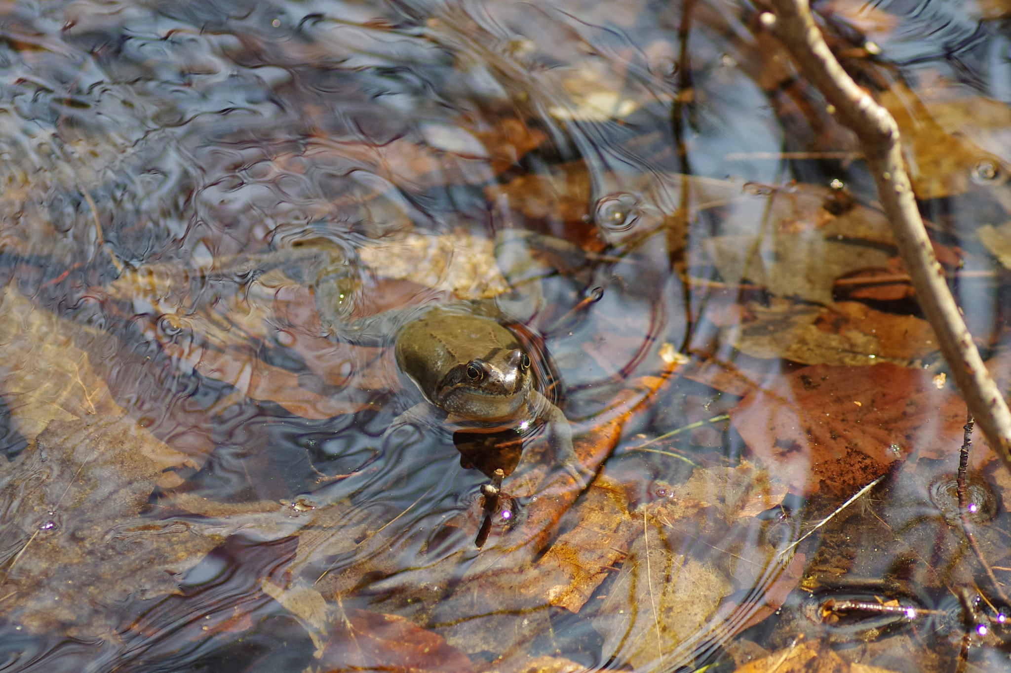 Pentax K-r + Tamron SP AF 90mm F2.8 Di Macro sample photo. Frog photography