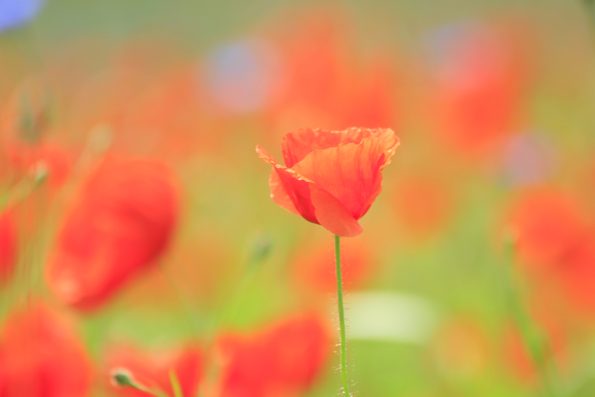 Canon EF 70-300mm F4-5.6 IS USM sample photo. Mohnblume photography
