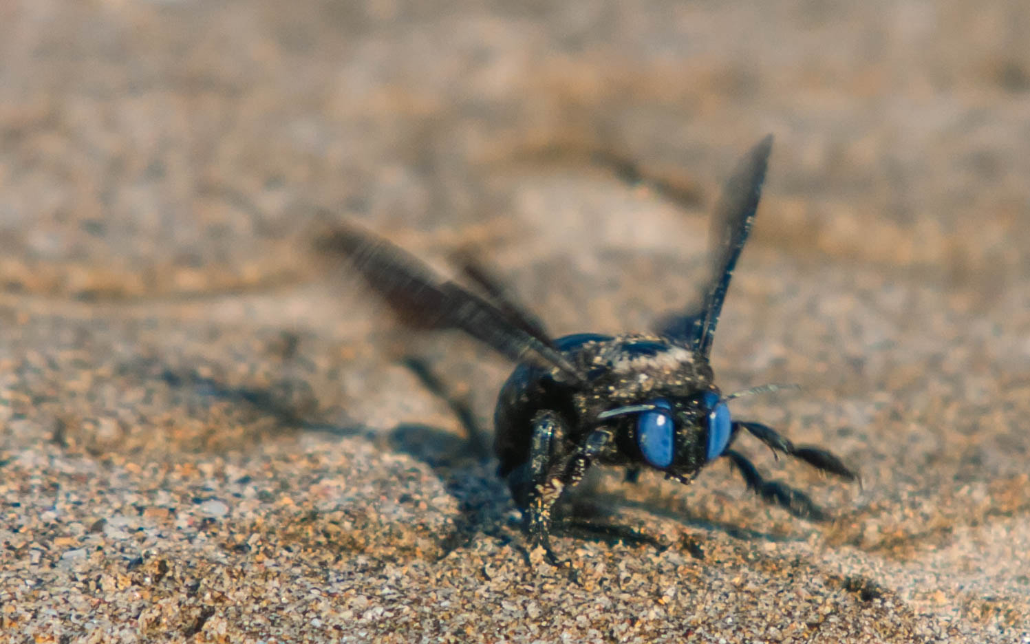 Canon EF 35-350mm F3.5-5.6L USM sample photo. Blue eyed bee photography