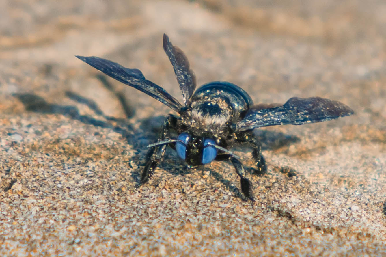 Canon EF 35-350mm F3.5-5.6L USM sample photo. Blue eyed bee photography
