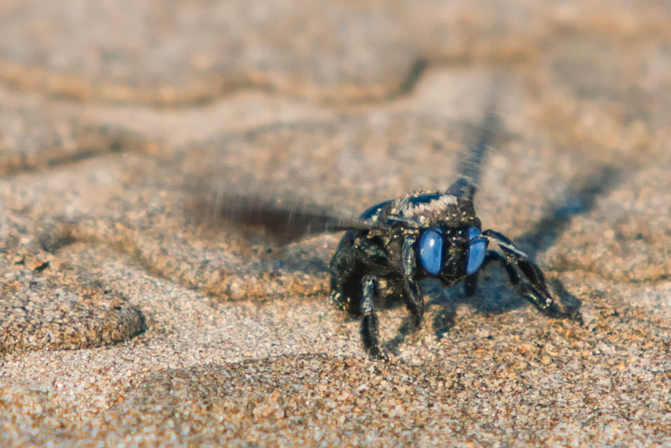 Canon EF 35-350mm F3.5-5.6L USM sample photo. Blue eyed bee photography