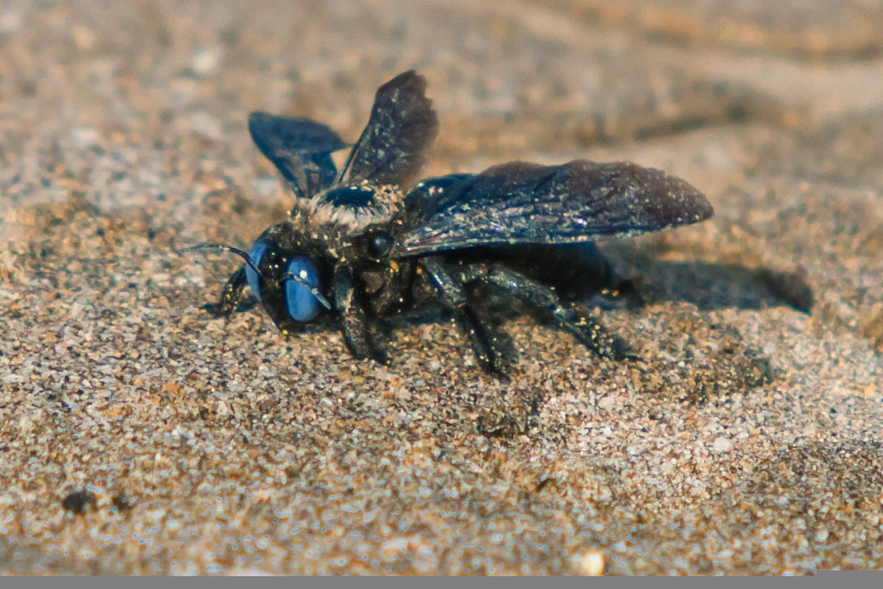Canon EF 35-350mm F3.5-5.6L USM sample photo. Blue eyed bee photography