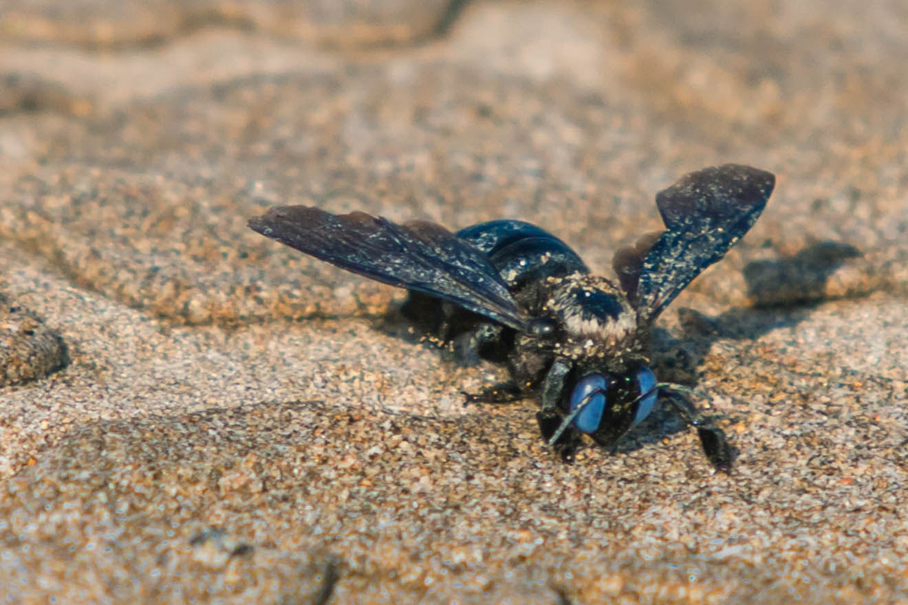 Canon EF 35-350mm F3.5-5.6L USM sample photo. Blue eyed bee photography