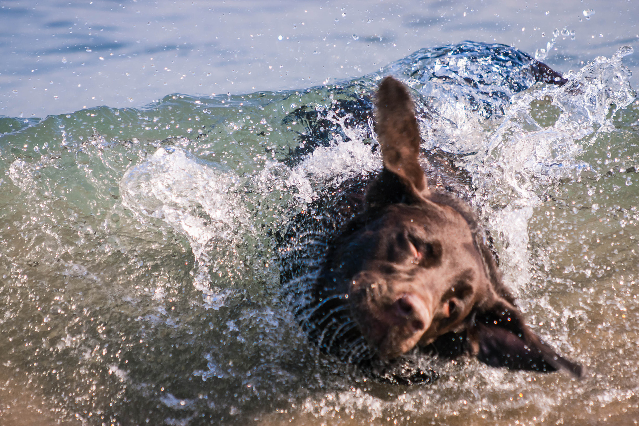 Canon EF 35-350mm F3.5-5.6L USM sample photo. Wet dog photography