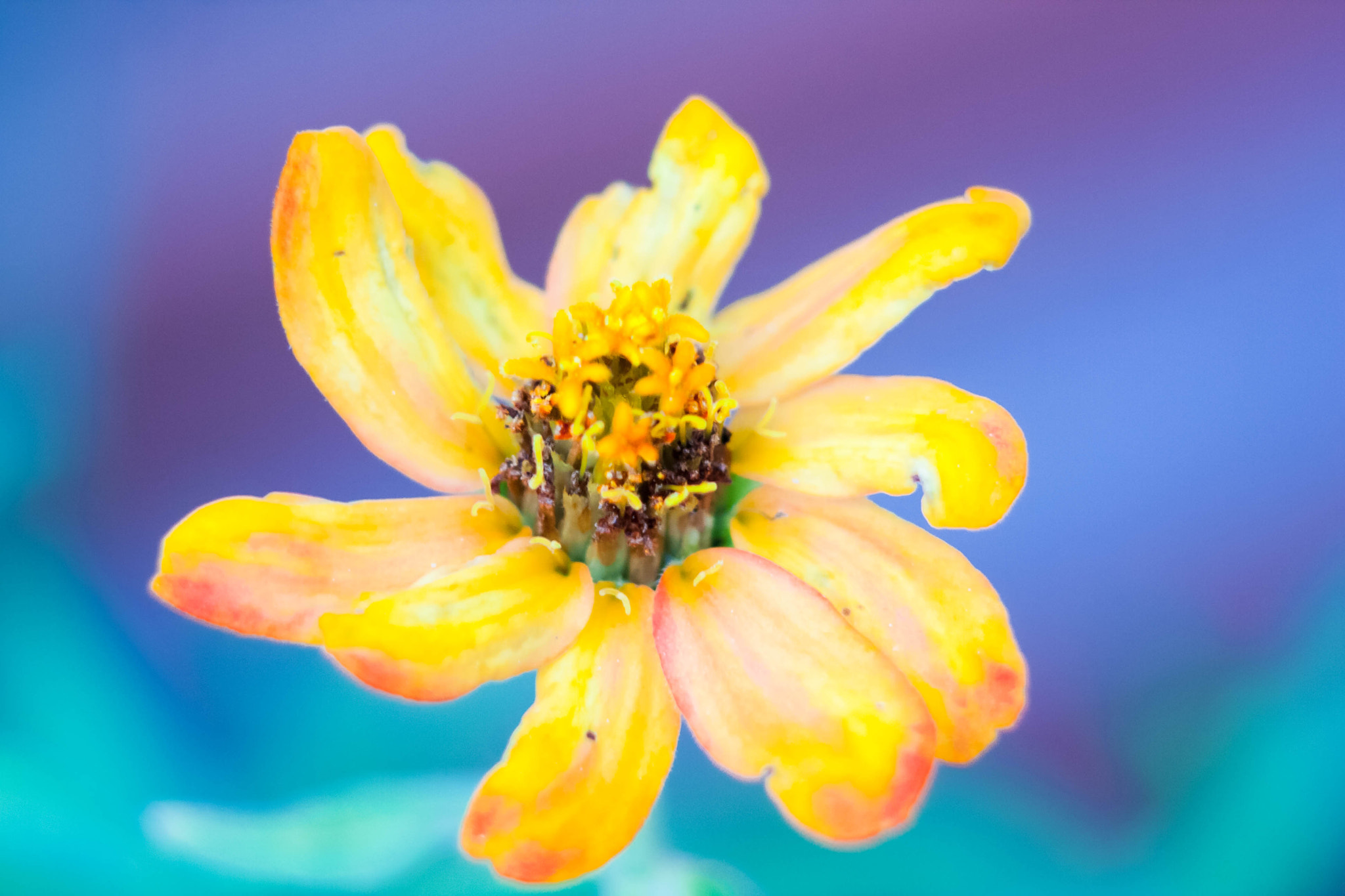 Canon EF 35-350mm F3.5-5.6L USM sample photo. Golden bloom photography