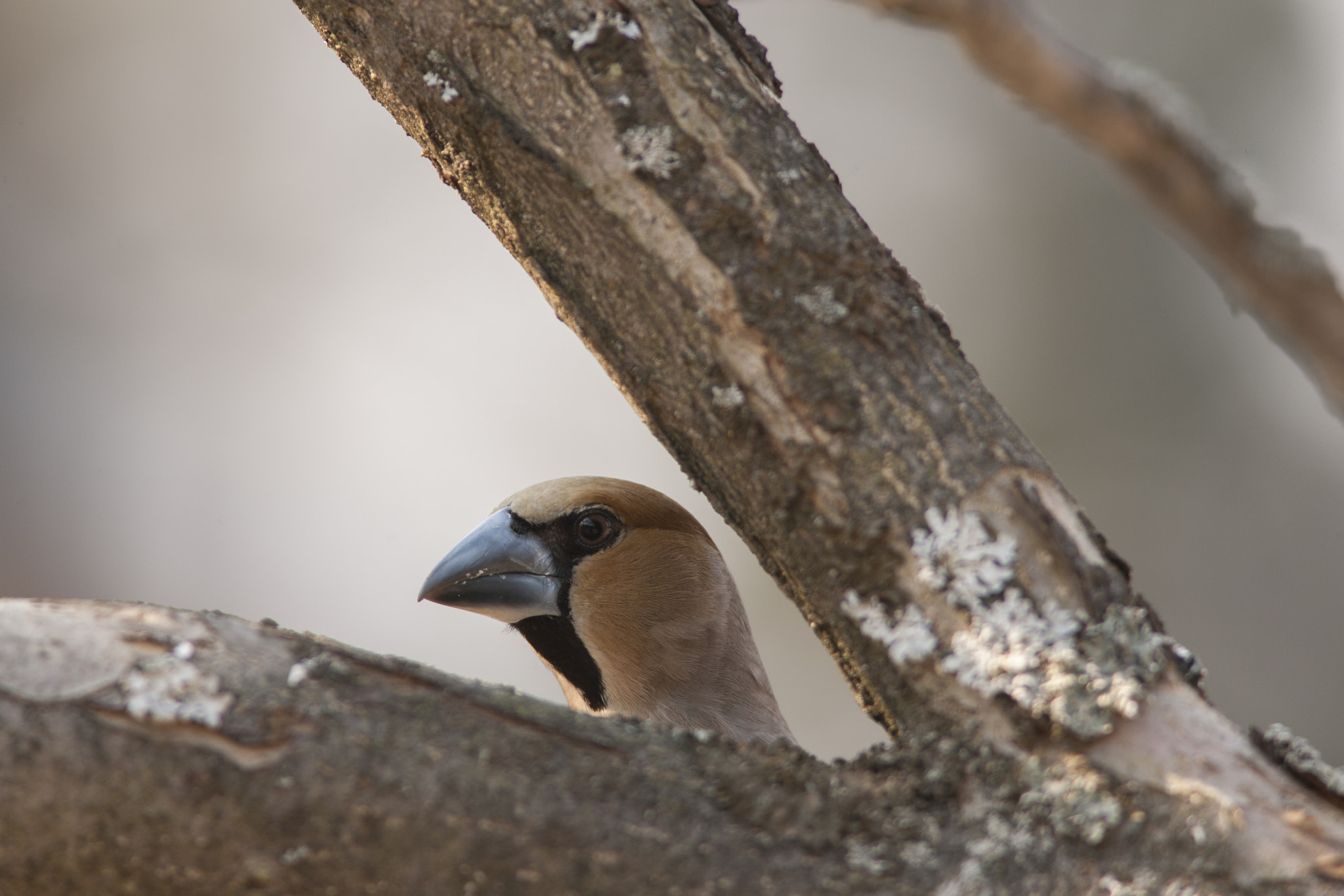 Canon EF 300mm F4L IS USM sample photo. Coccothraustes coccothraustes photography