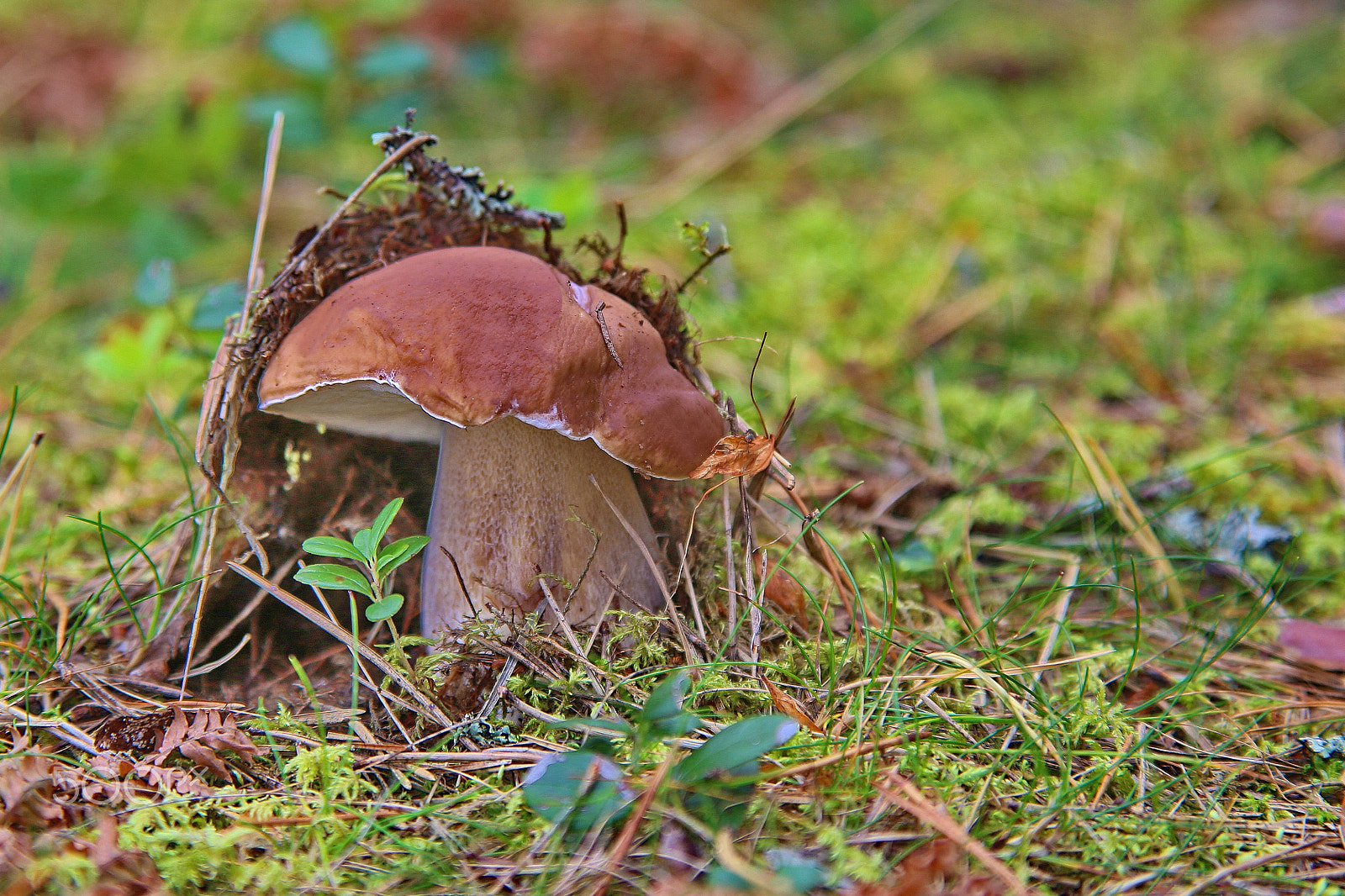 Canon EF 28-80mm f/2.8-4L sample photo. Cepe photography