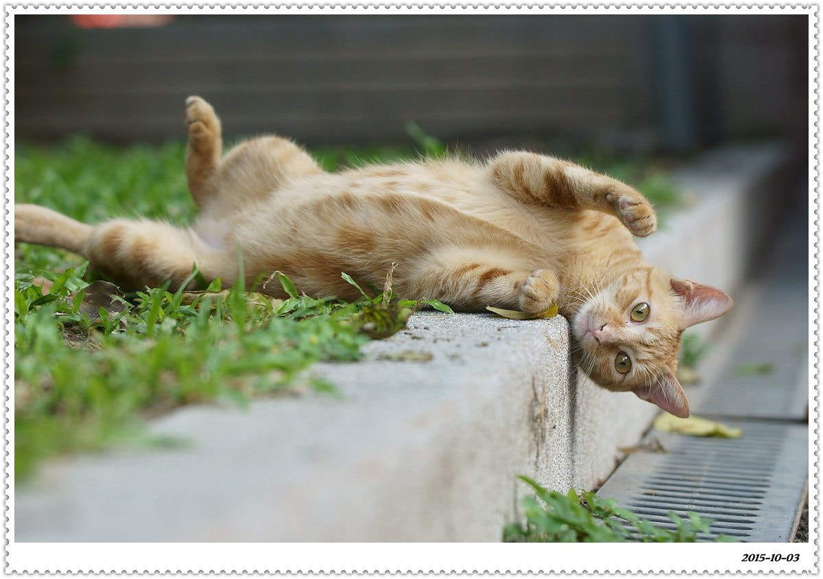 Sony Alpha NEX-6 + Canon EF 100mm F2.8L Macro IS USM sample photo. Felis silvestris catus photography