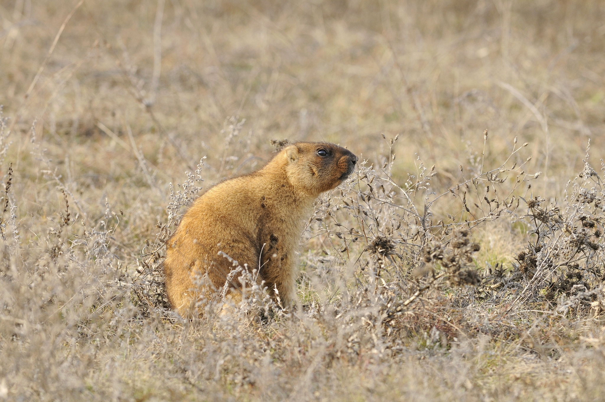 Nikon D300S + Nikon AF-S Nikkor 300mm F4D ED-IF sample photo. Spring marmot photography