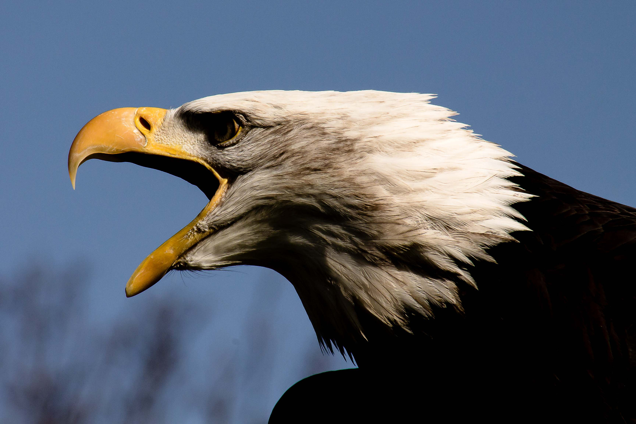 Canon EF 75-300mm f/4-5.6 USM sample photo. Golden eagle photography