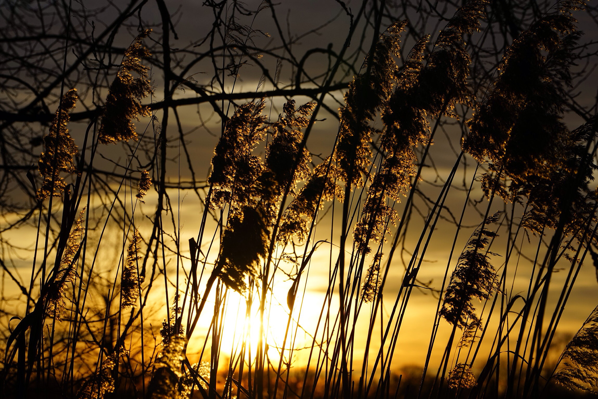 Sony a7R + Sony FE 70-200mm F4 G OSS sample photo. Sonnenuntergang im hanauerland photography