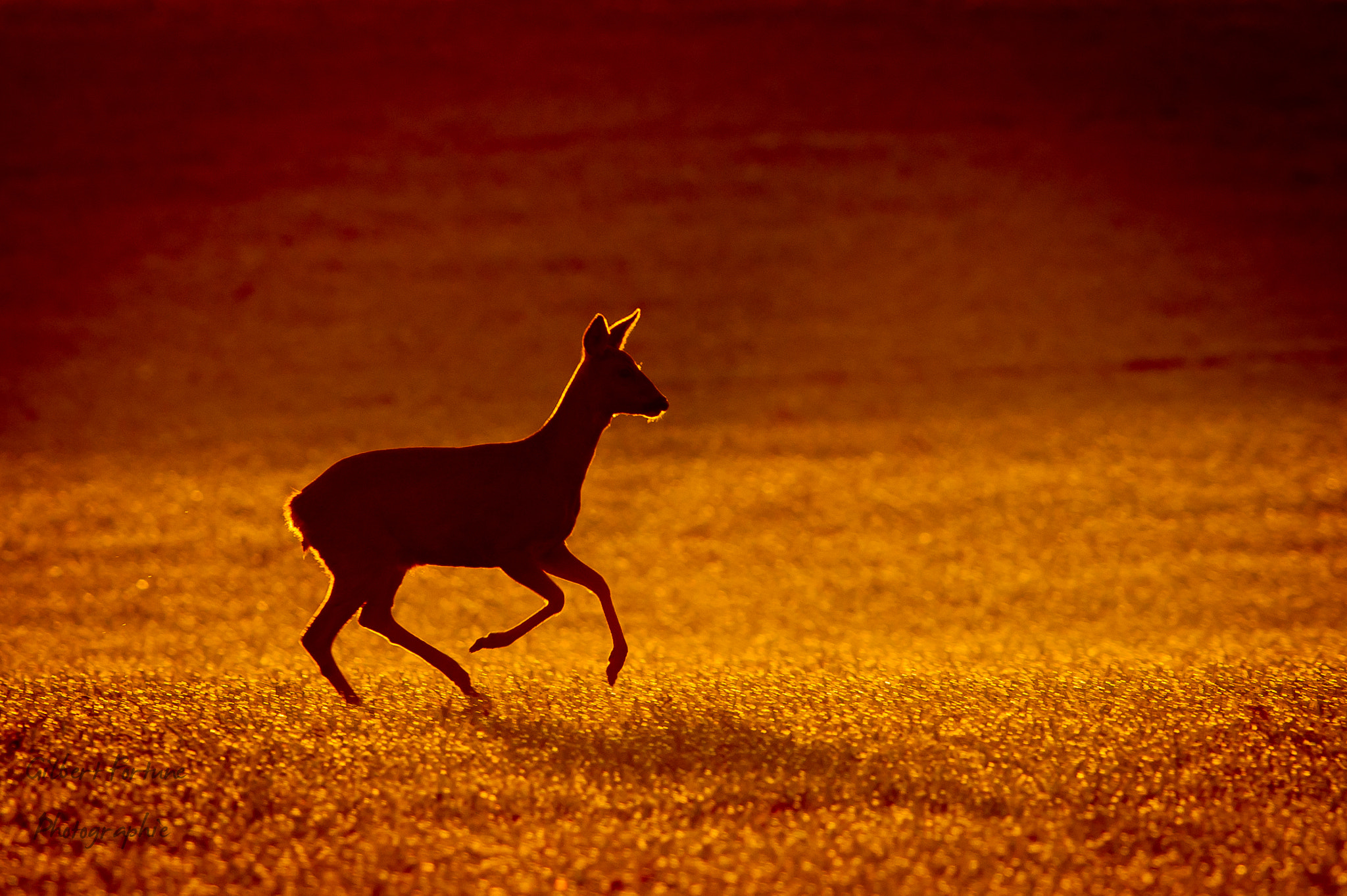 Nikon AF-S Nikkor 300mm F2.8G ED VR II sample photo. Morning sunlight photography
