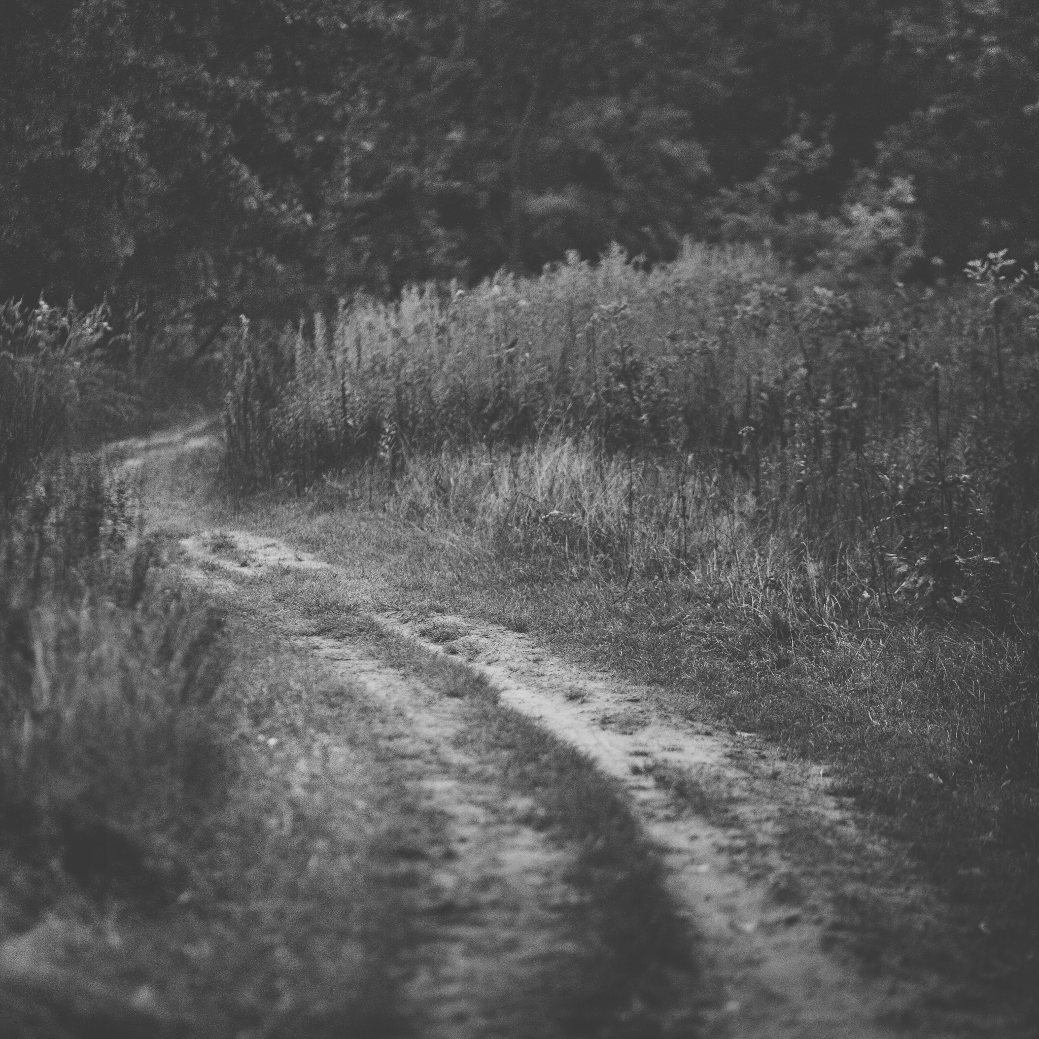 Canon EOS-1Ds Mark III sample photo. Into the forest photography