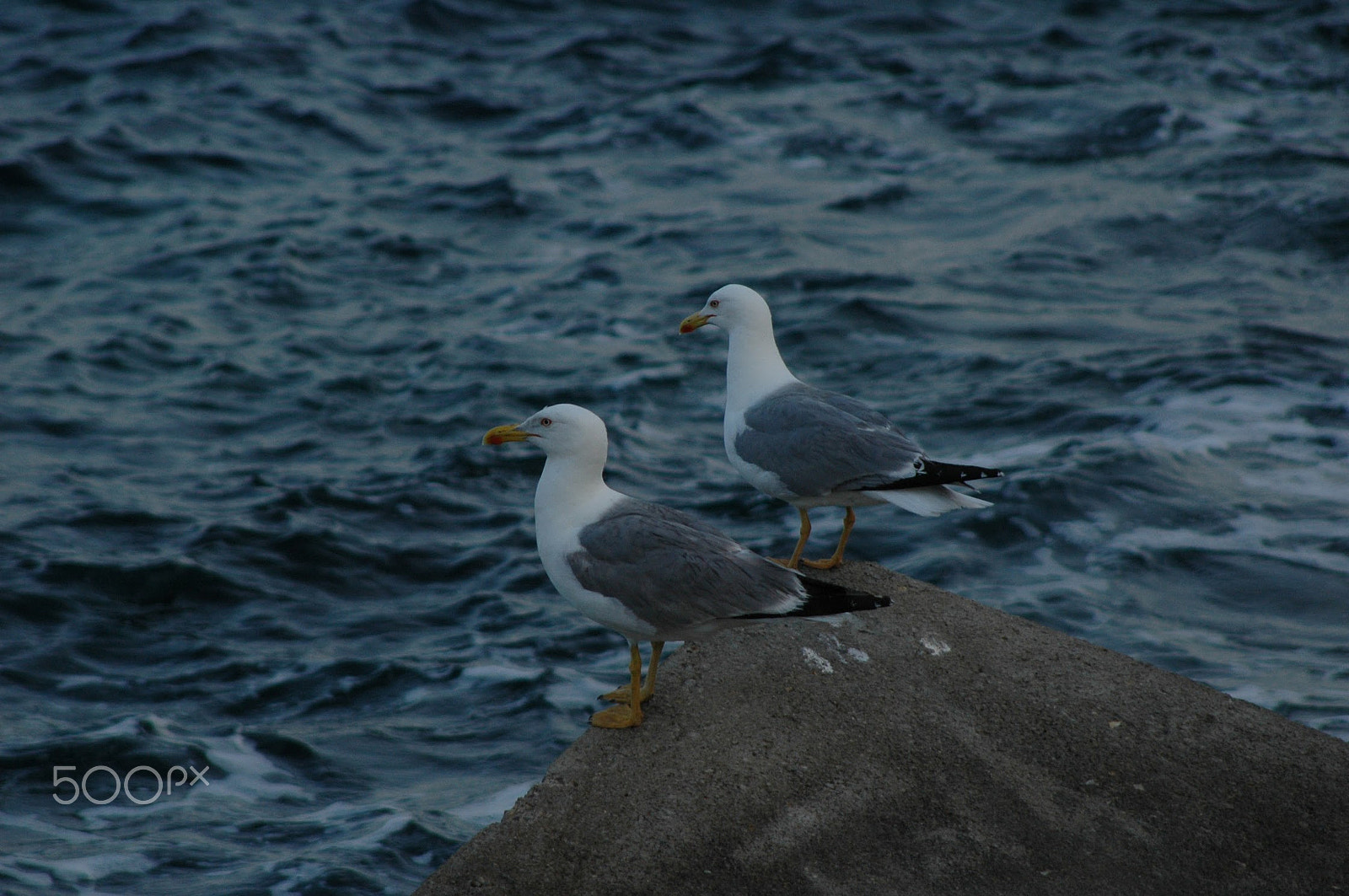 Nikon D70 + AF Zoom-Nikkor 28-200mm f/3.5-5.6D IF sample photo. Seagulls photography