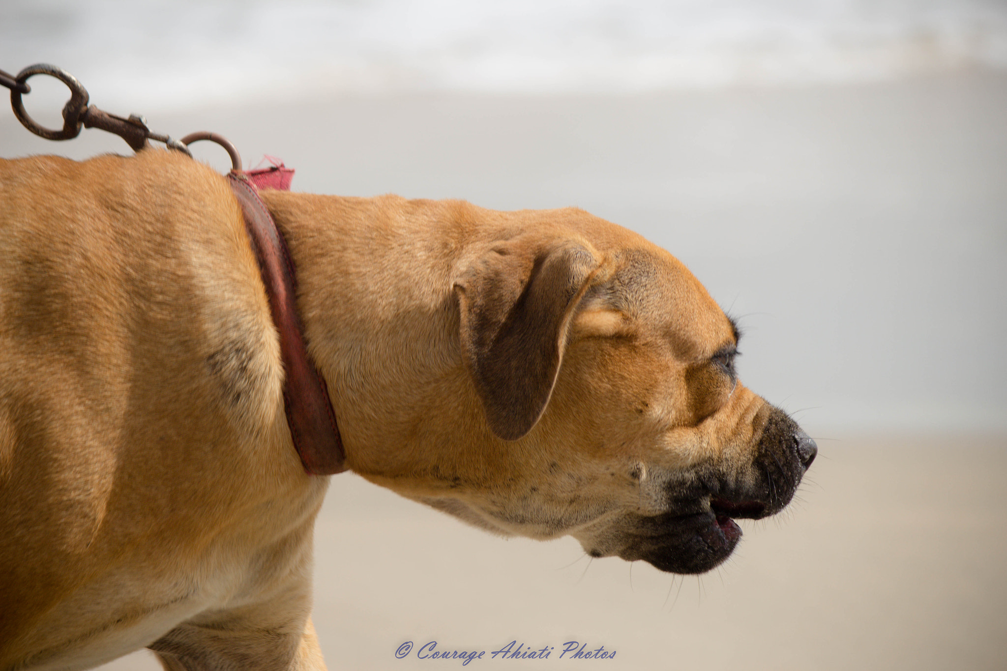 Canon EF-S 55-250mm F4-5.6 IS sample photo. Dog head photography