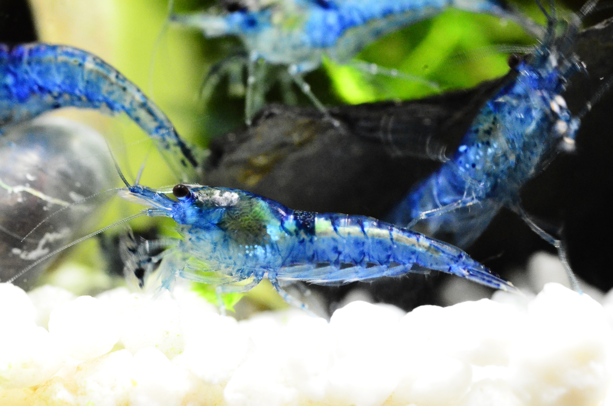 Nikon D7000 + Sigma 50mm F2.8 EX DG Macro sample photo. Deep blue photography