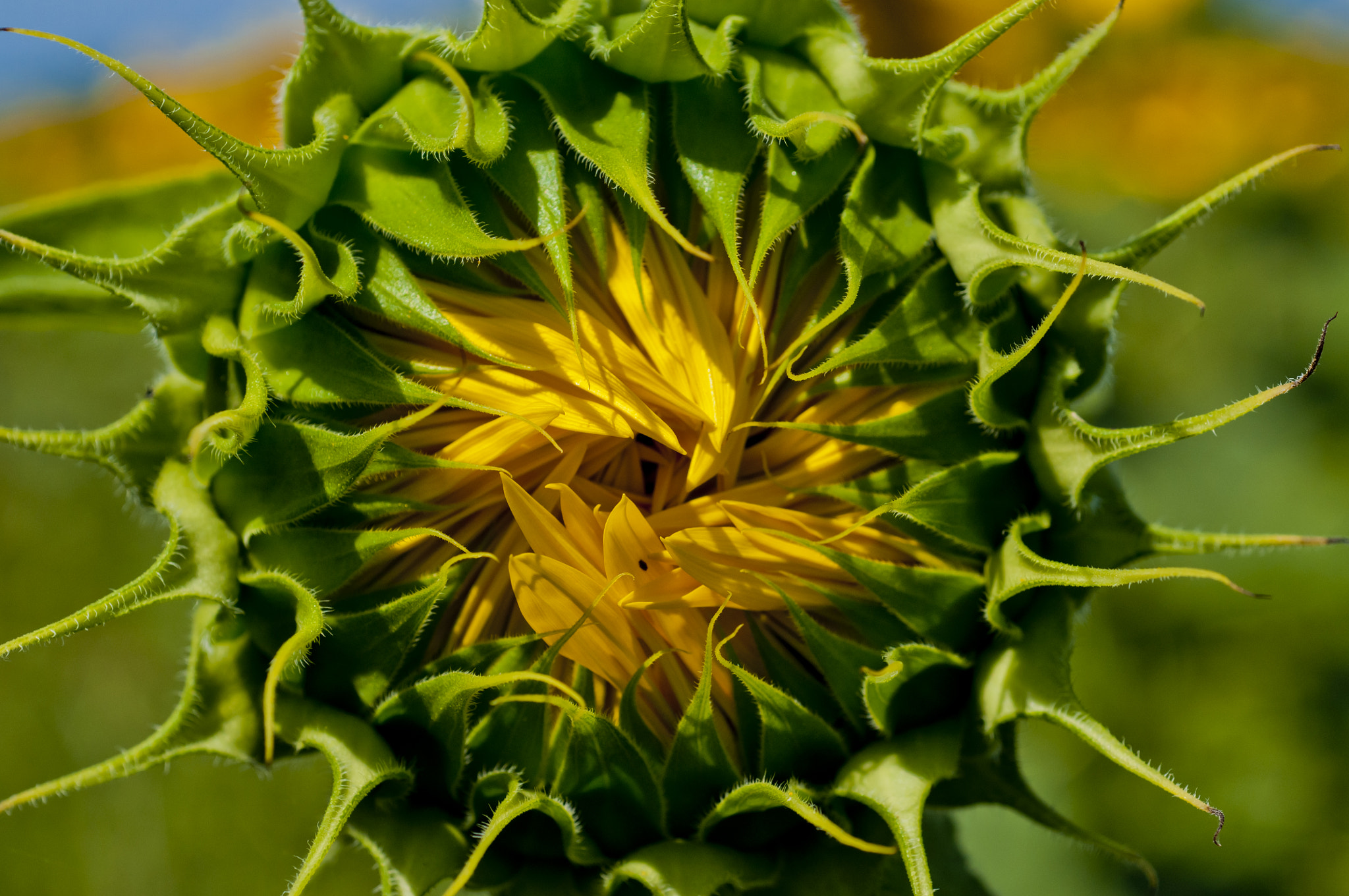 Nikon D300 + Nikon AF Micro-Nikkor 60mm F2.8D sample photo. Sunflower photography