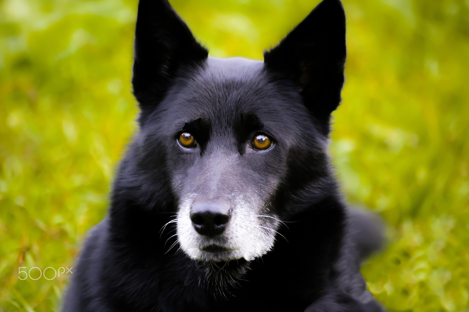 Sigma 70-300mm F4-5.6 APO DG Macro sample photo. Russian-european laika_look photography
