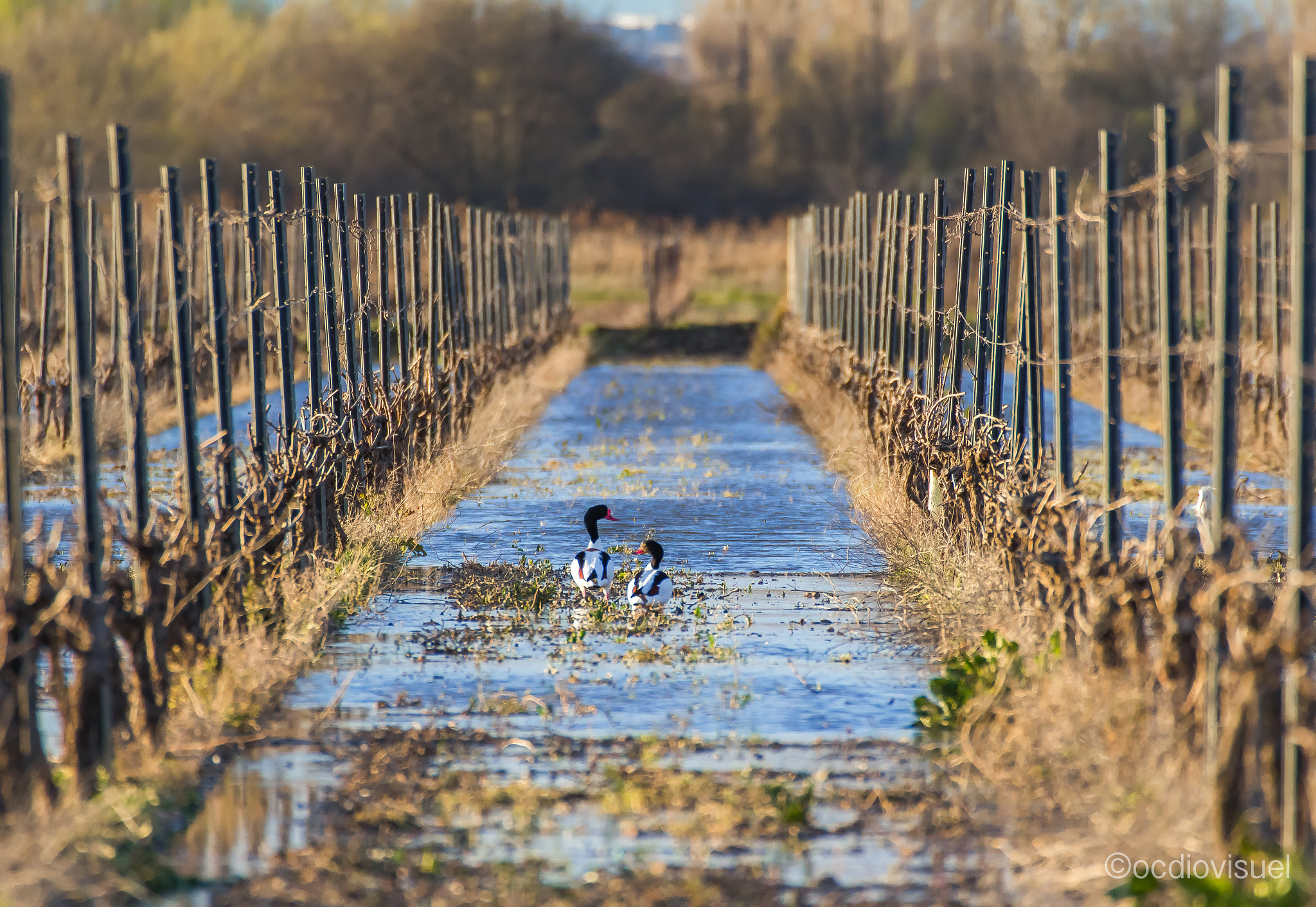 Canon EF 100-400mm F4.5-5.6L IS USM sample photo. Tadorne dans les vignes photography