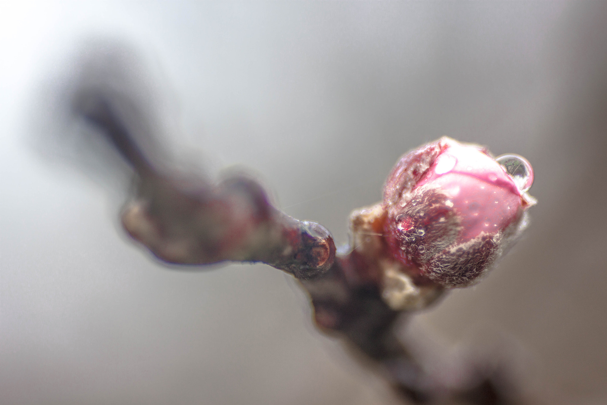 Canon EF 35-70mm f/3.5-4.5 sample photo. Will be a peach photography