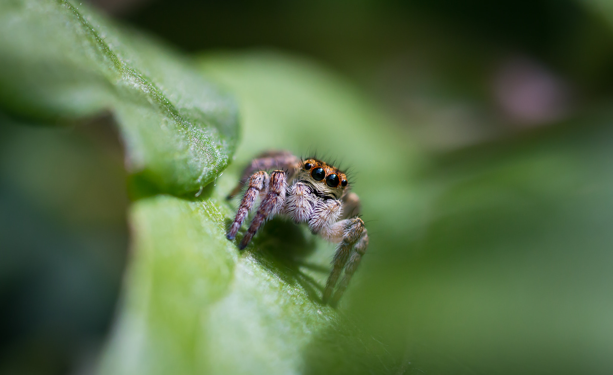 Canon EOS 650D (EOS Rebel T4i / EOS Kiss X6i) + Tamron SP AF 90mm F2.8 Di Macro sample photo. Tiny spider photography