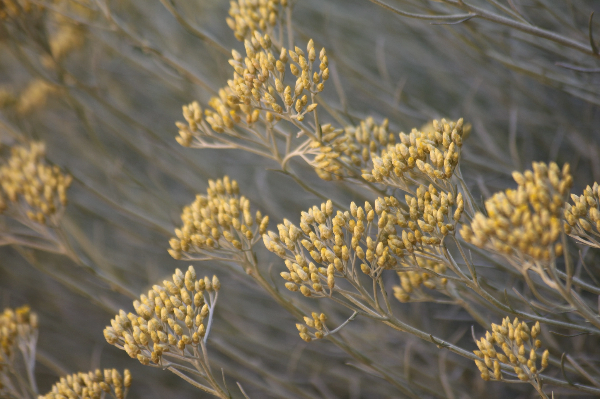 Sigma 55-200mm f/4-5.6 DC sample photo. Beautiful nature photography