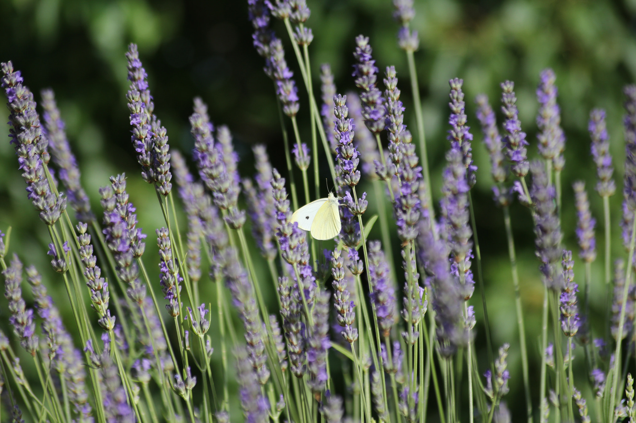 Canon EOS 650D (EOS Rebel T4i / EOS Kiss X6i) + Sigma 55-200mm f/4-5.6 DC sample photo. Butterfly on lavender photography