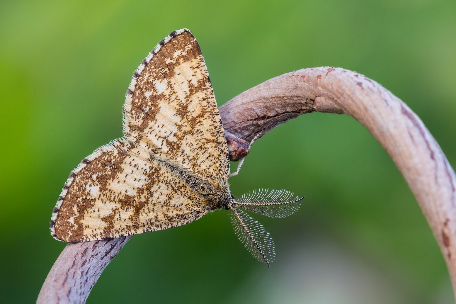 Tamron SP AF 180mm F3.5 Di LD (IF) Macro sample photo. Ematurga photography