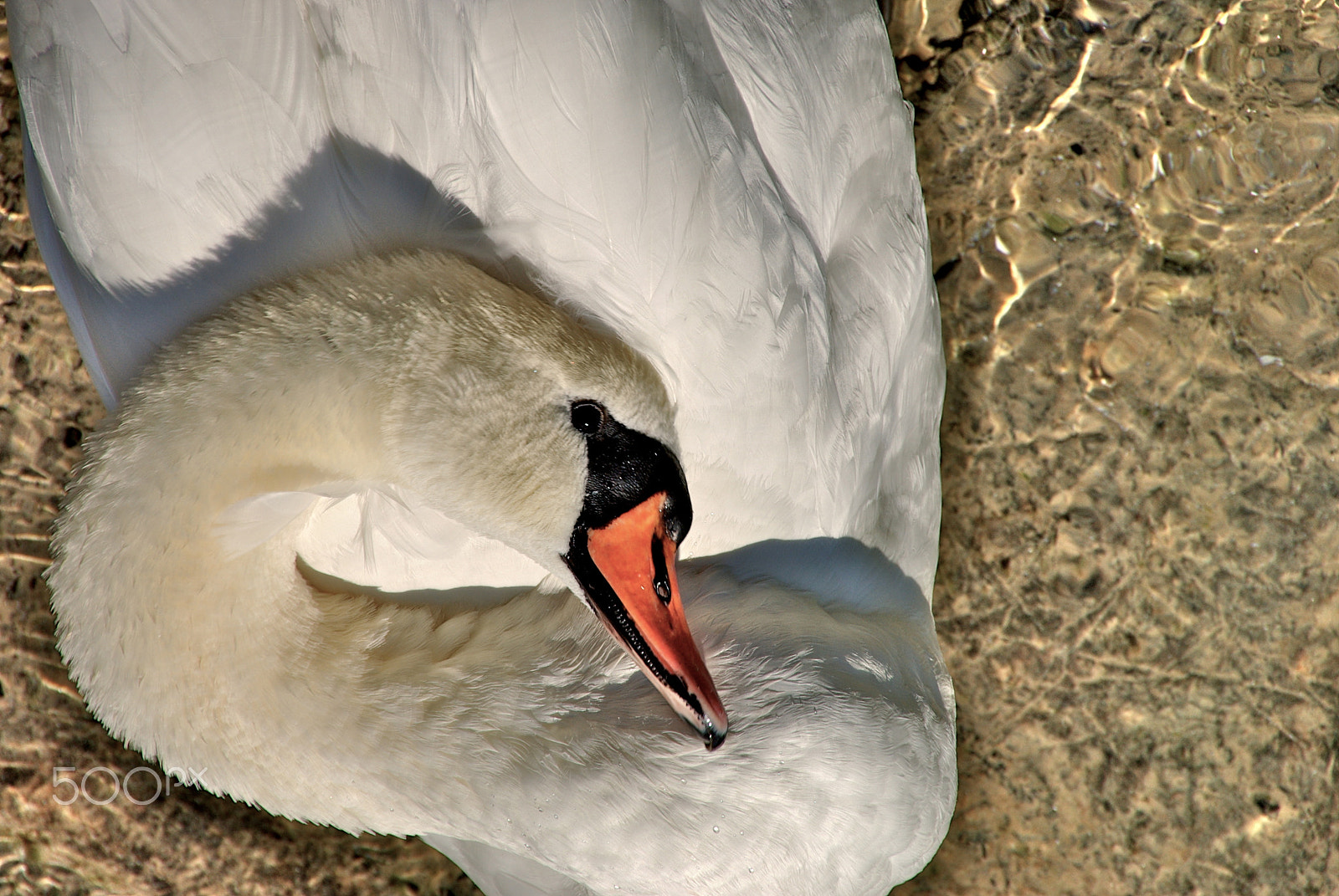 Pentax K10D sample photo. Charming ... photography