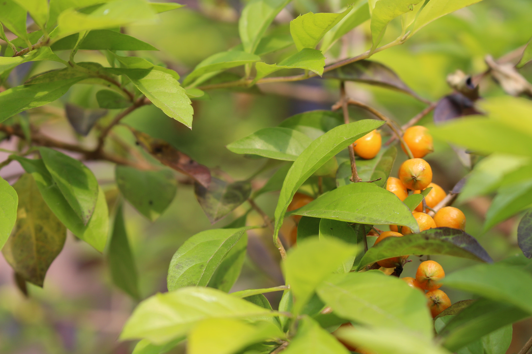 Canon EF 22-55mm f/4-5.6 USM sample photo. Image photography