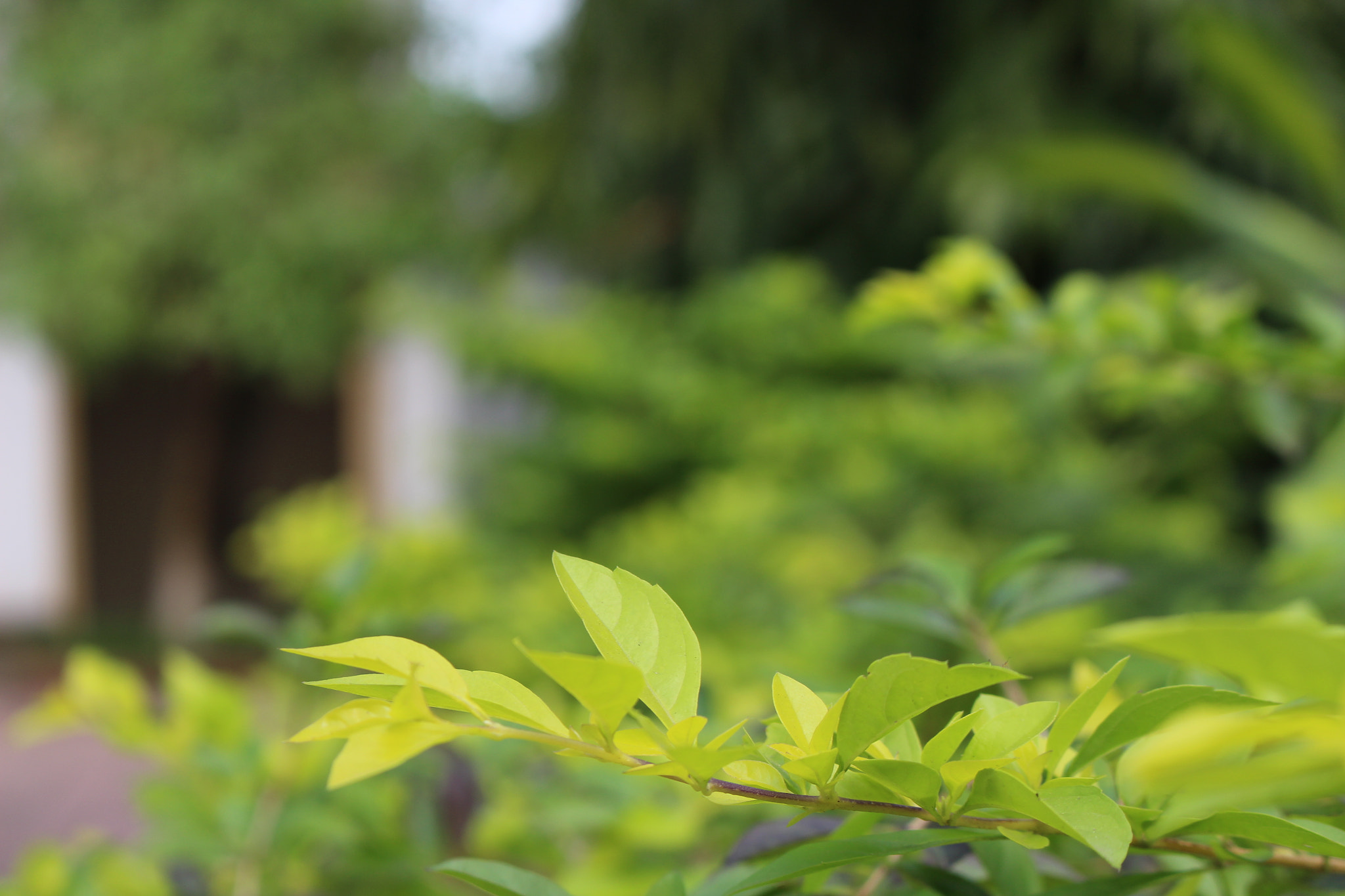 Canon EF 22-55mm f/4-5.6 USM sample photo. Image photography