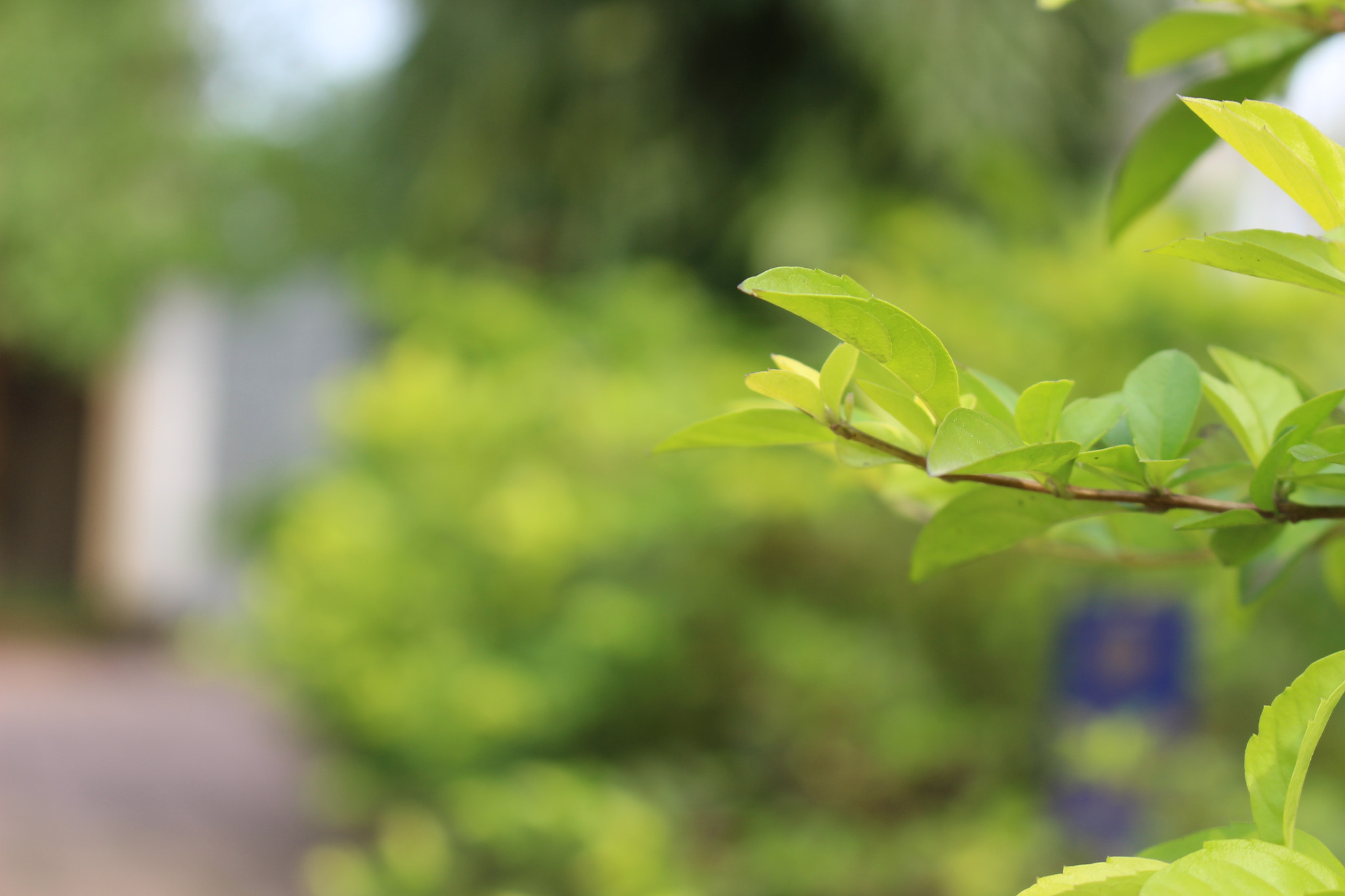 Canon EOS 700D (EOS Rebel T5i / EOS Kiss X7i) + Canon EF 22-55mm f/4-5.6 USM sample photo. Image photography