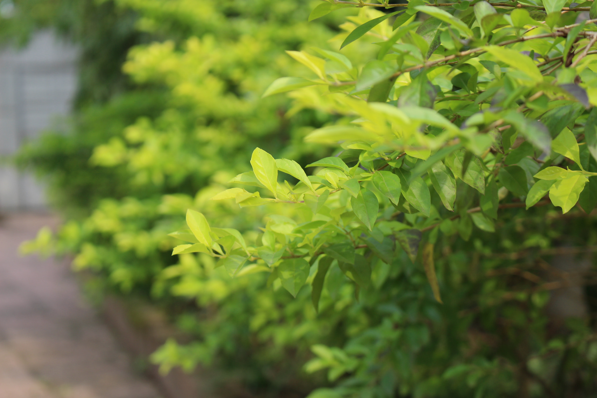 Canon EF 22-55mm f/4-5.6 USM sample photo. Image photography