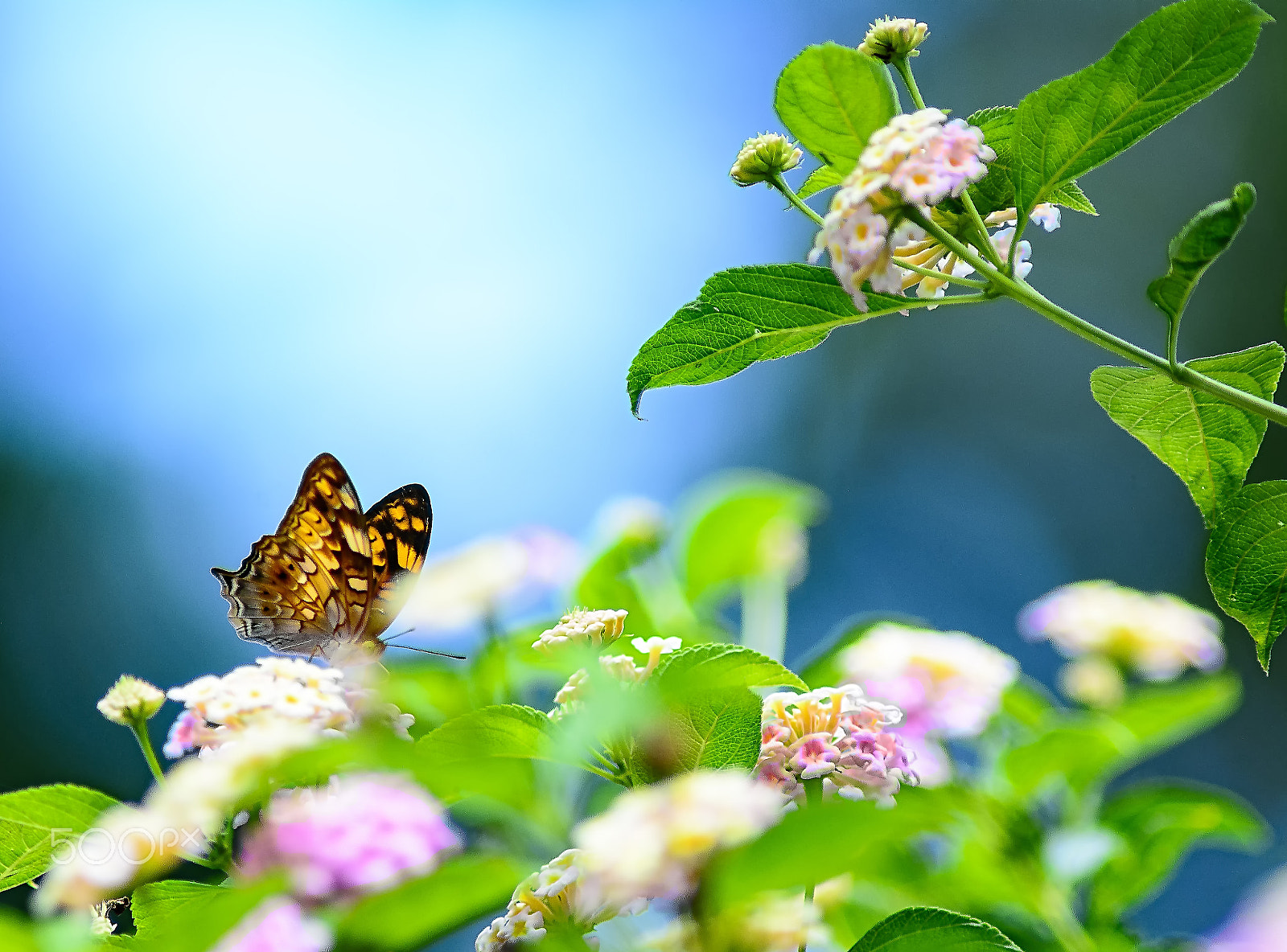 AF Nikkor 300mm f/4 IF-ED sample photo. Butterfly photography