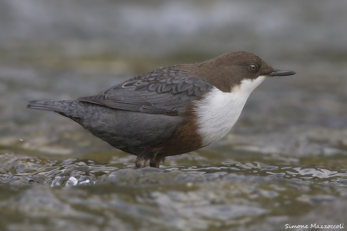 Sigma 150-500mm F5-6.3 DG OS HSM sample photo. Merlo acquaiolo - dipper photography