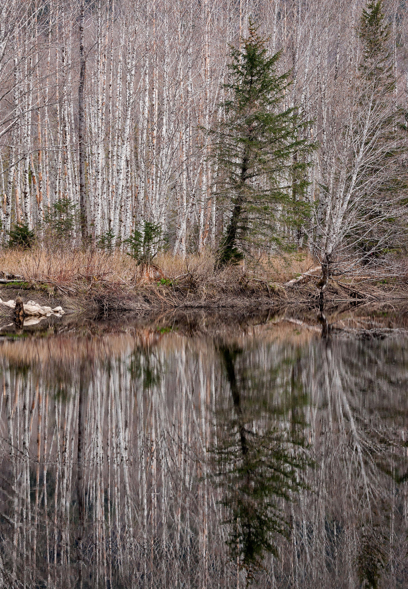 Sony 70-300mm F4.5-5.6 G SSM sample photo. 'water's edge' photography