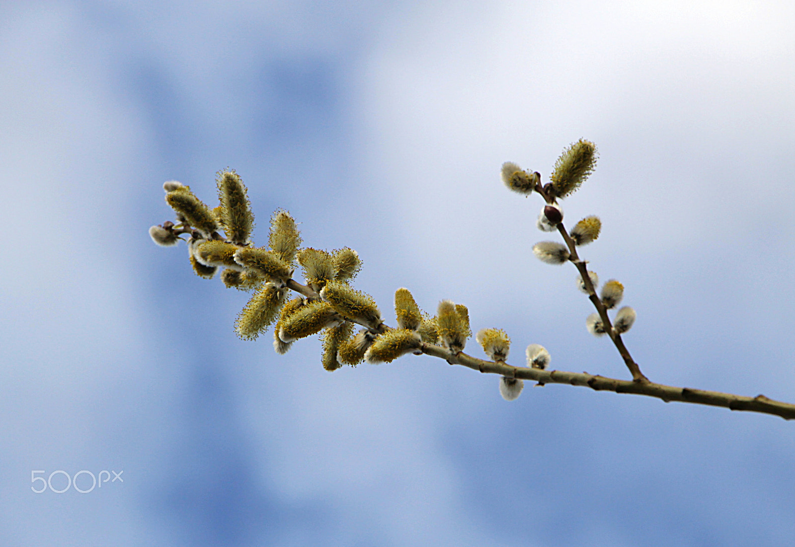 Canon EF-S 18-135mm F3.5-5.6 IS STM sample photo. Catkin photography