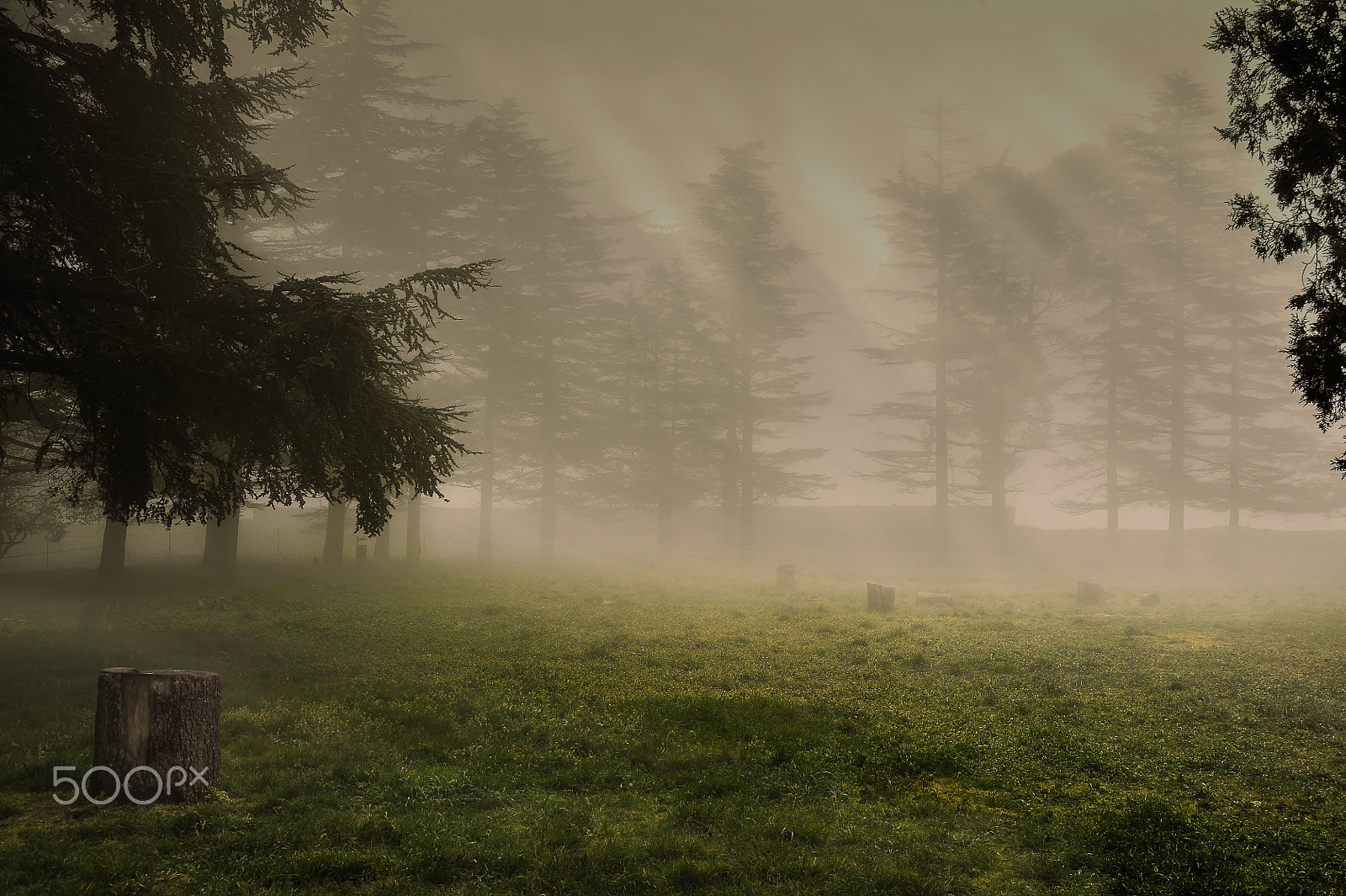 Nikon D3 sample photo. A foggy day photography