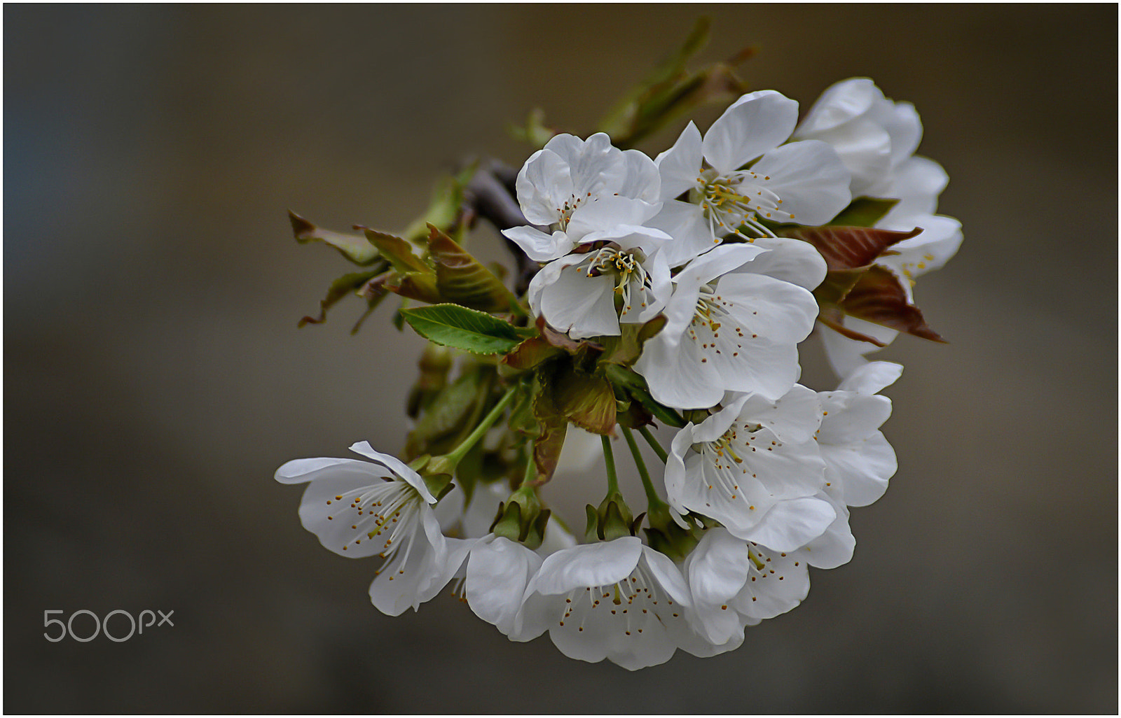 Nikon D610 + Sigma 70-300mm F4-5.6 DG Macro sample photo. Cerezo en flor photography