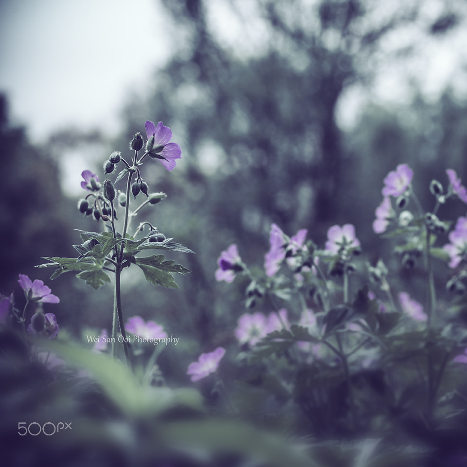 Panasonic Leica DG Macro-Elmarit 45mm F2.8 ASPH OIS sample photo. Flax flowers 06 photography