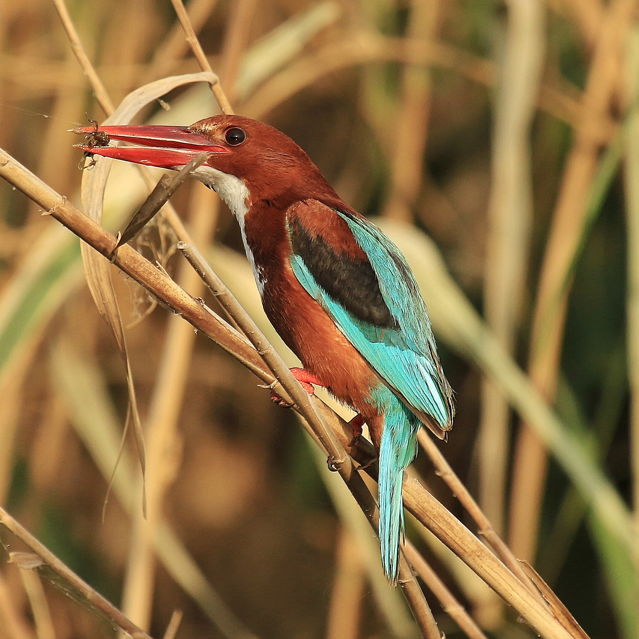 Canon EF 100-400mm F4.5-5.6L IS USM sample photo. Kingfisher photography