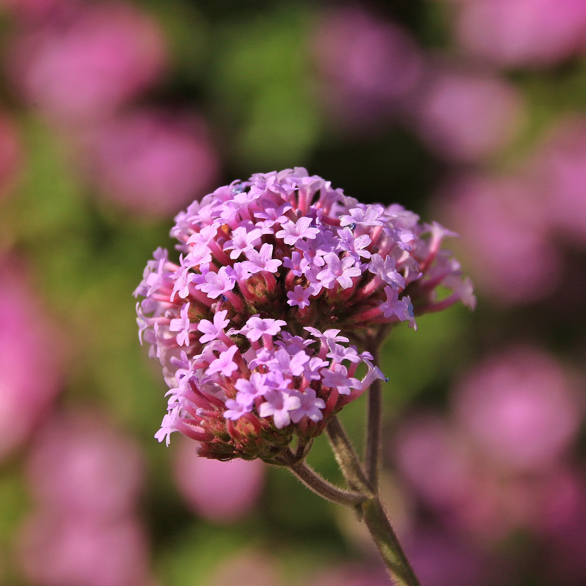 Canon 18-300mm sample photo. Flowers photography