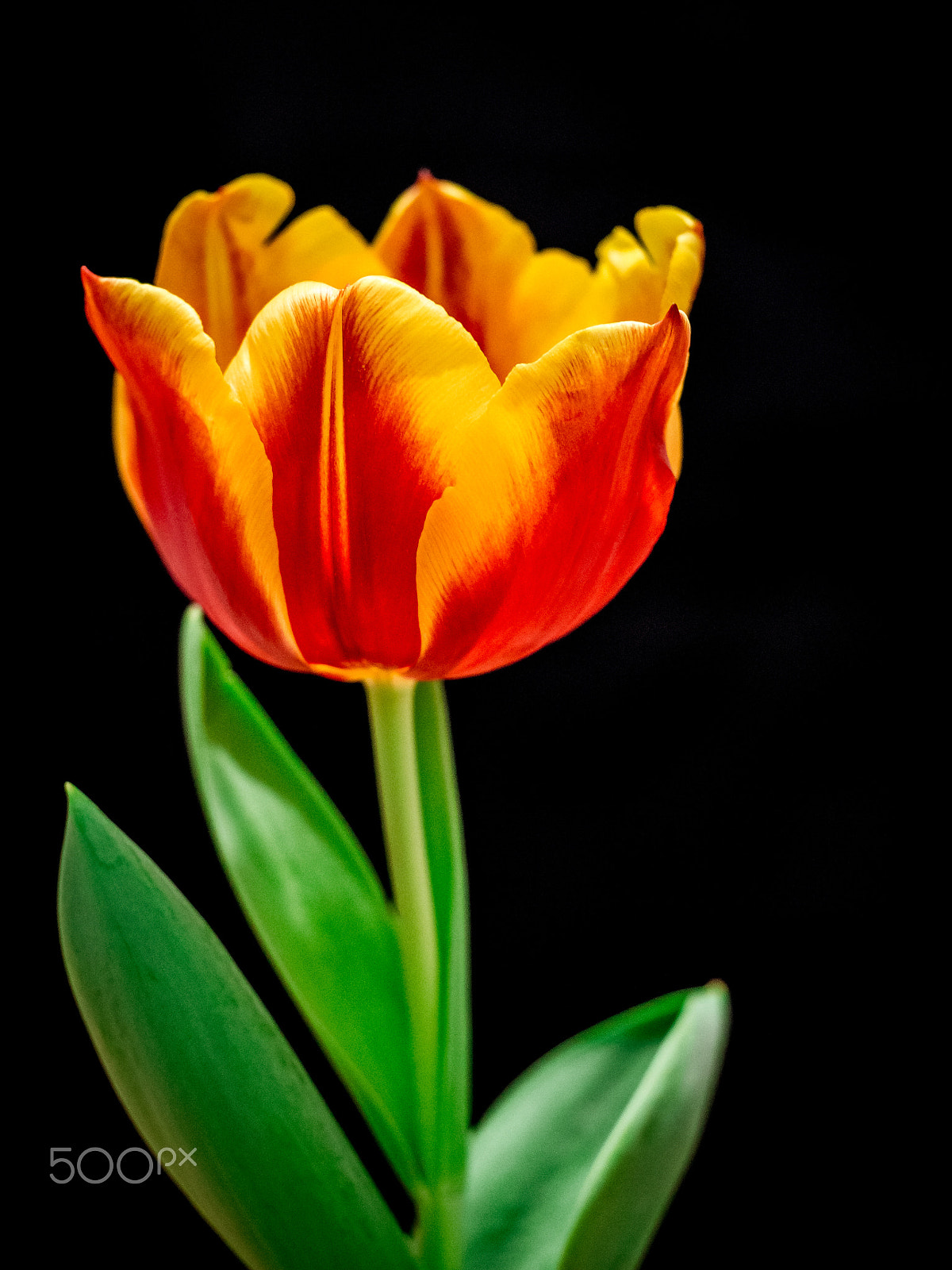 Olympus PEN E-PL5 sample photo. Love bloom photography