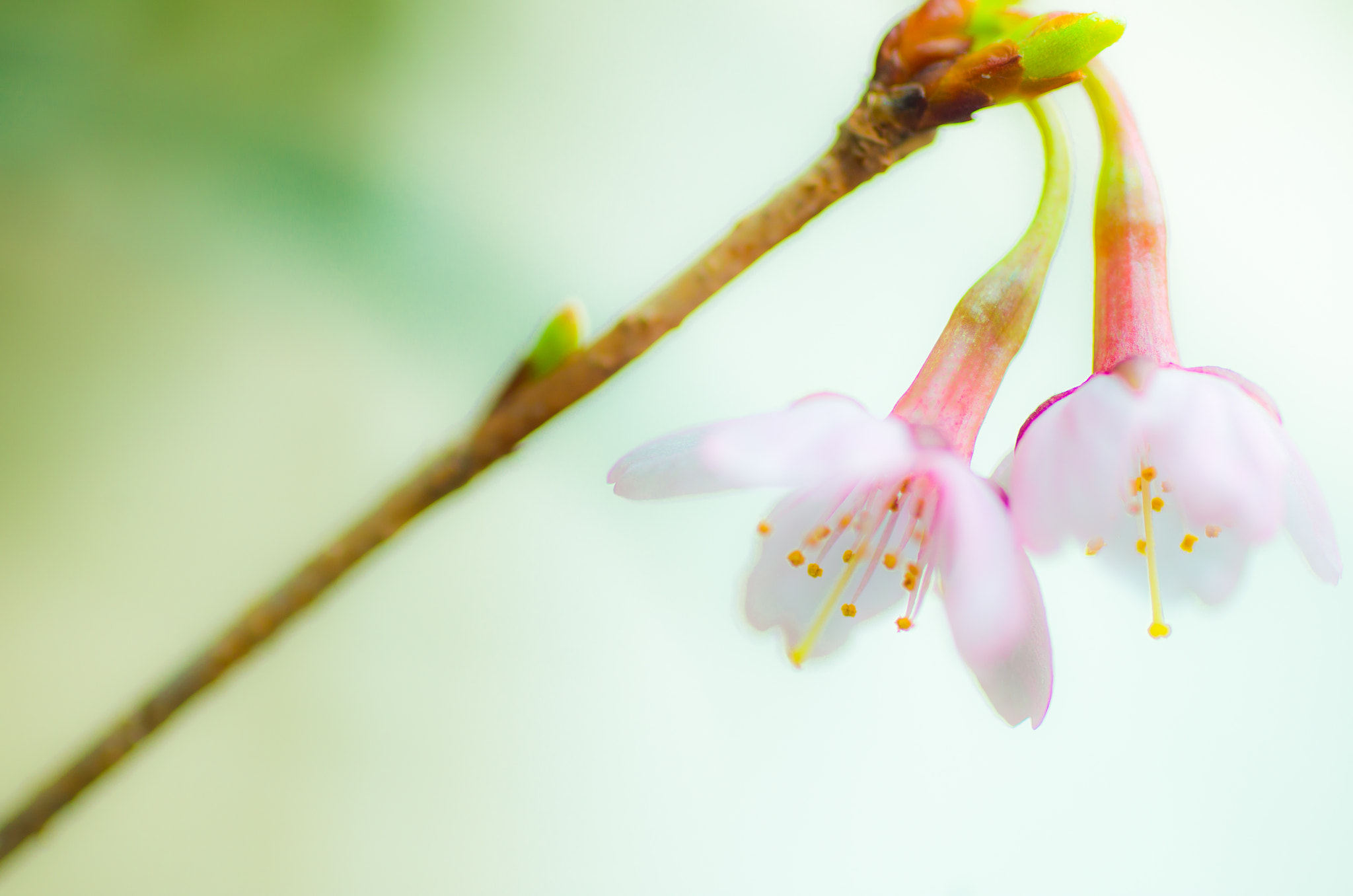 Pentax K-30 + smc PENTAX-F MACRO 50mm F2.8 sample photo. Little spring photography