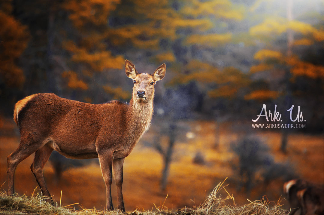 Sigma 120-400mm F4.5-5.6 DG OS HSM sample photo. Deer photography