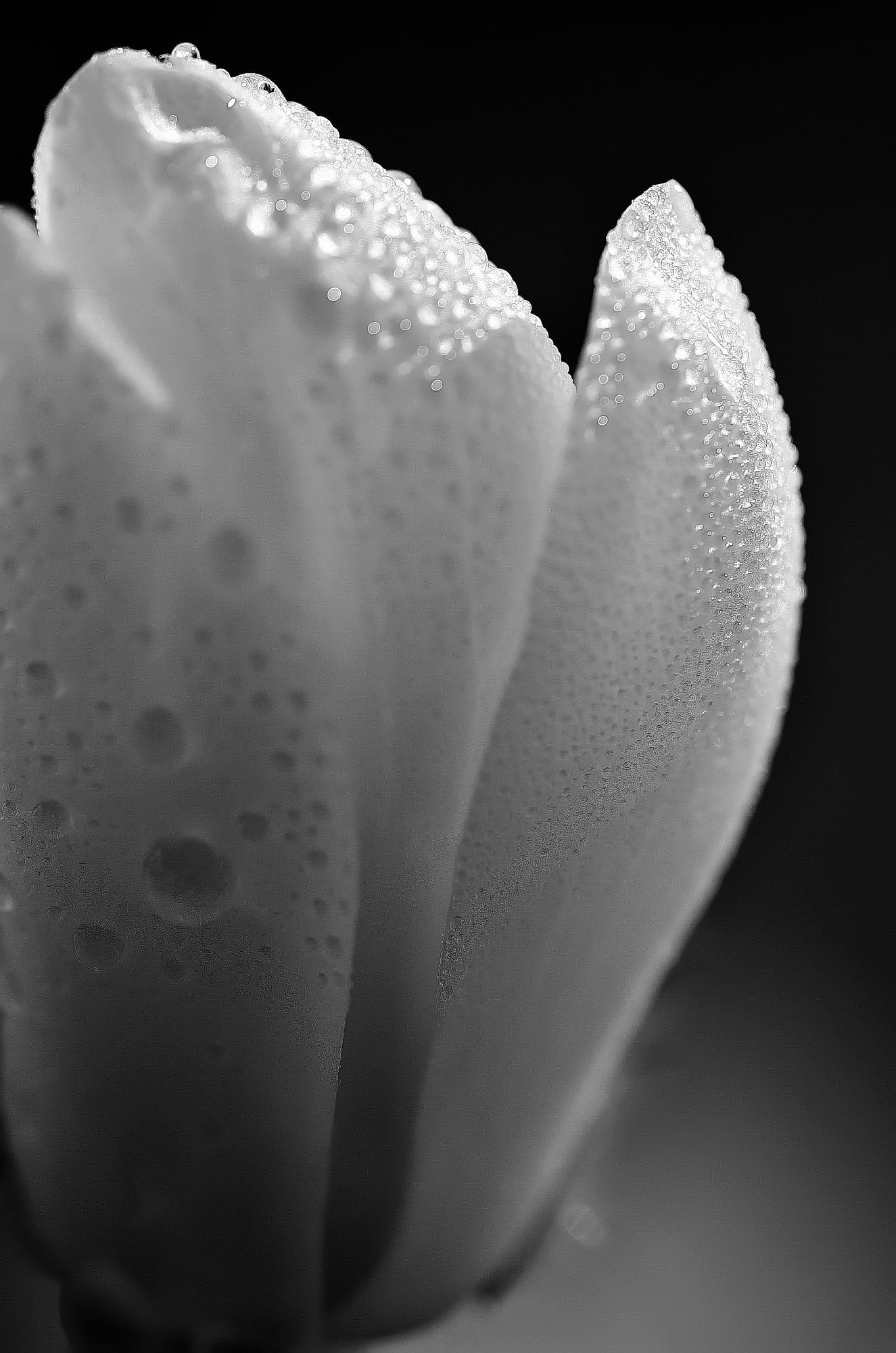 Pentax K-5 sample photo. Imgp4583.jpg photography