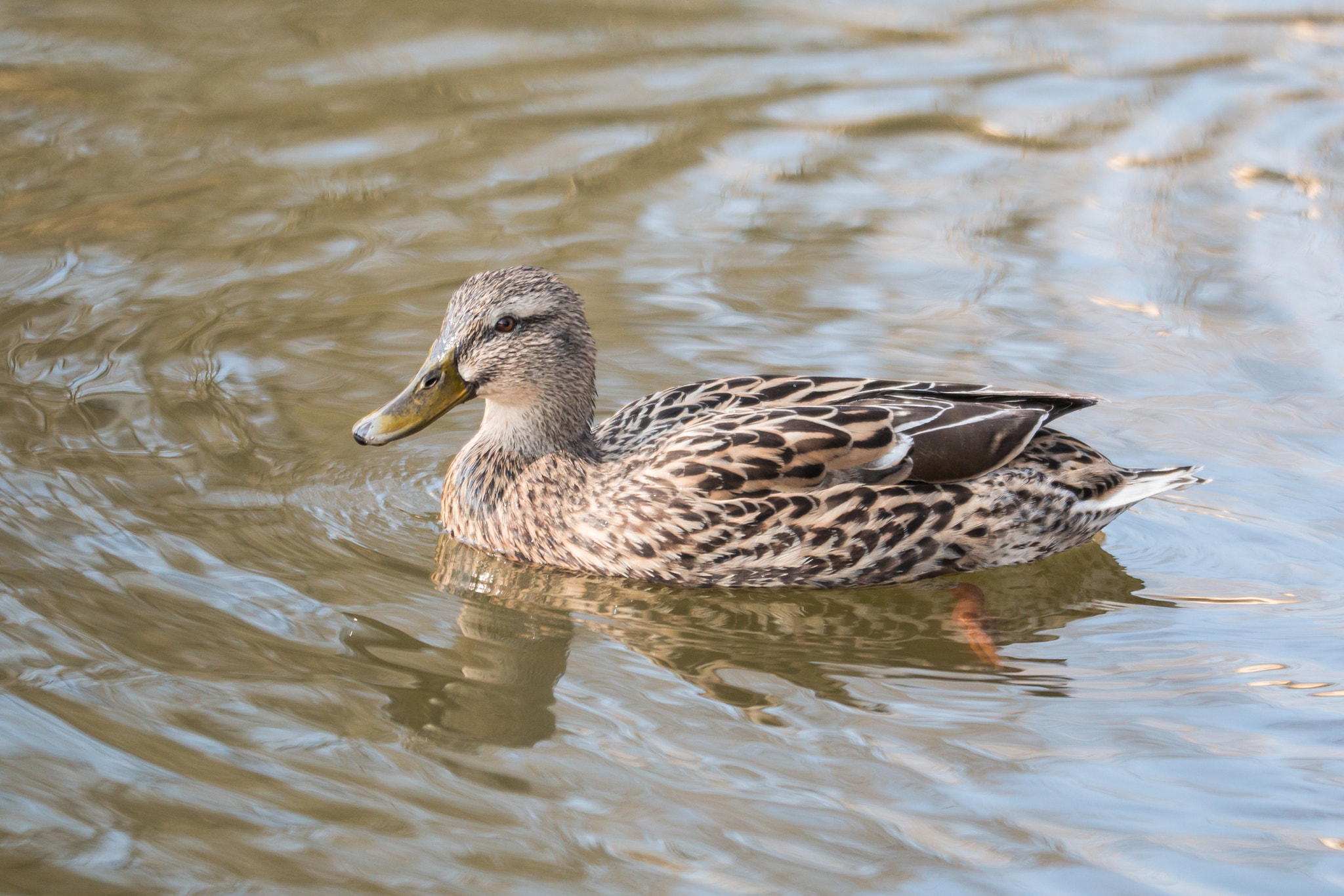 Sigma 150mm f/2.8 EX DG OS HSM APO Macro sample photo. Stockente (weiblich) 1 photography