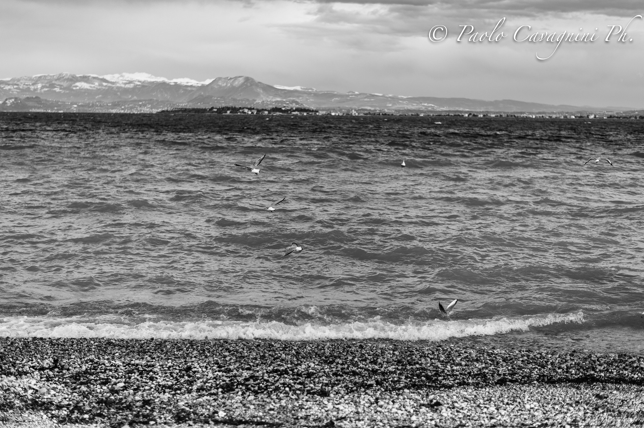 Nikon D4S + Nikon AF-S Nikkor 58mm F1.4G sample photo. The four seagulls photography