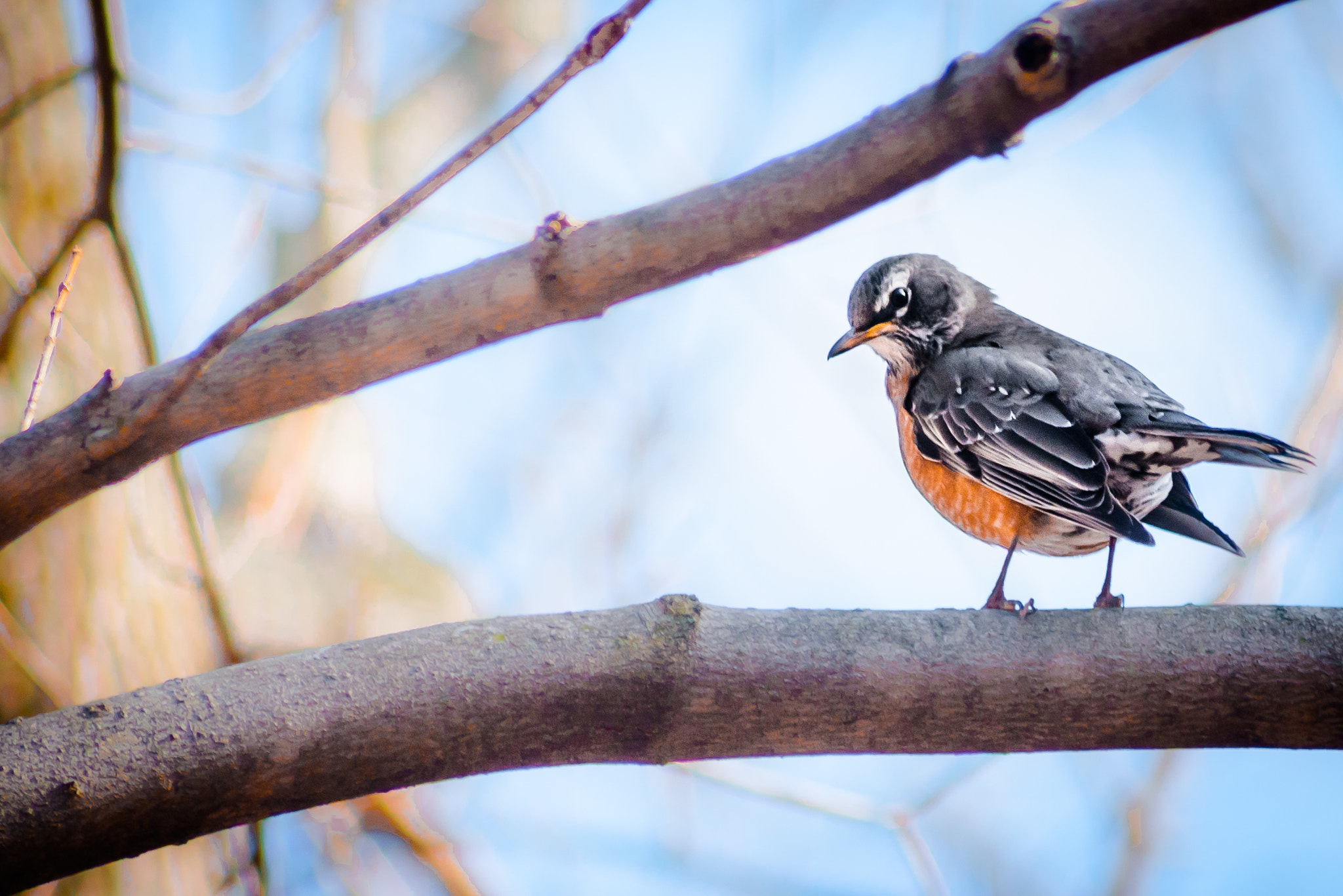 Sigma 70-300mm F4-5.6 APO DG Macro sample photo. The american robin photography