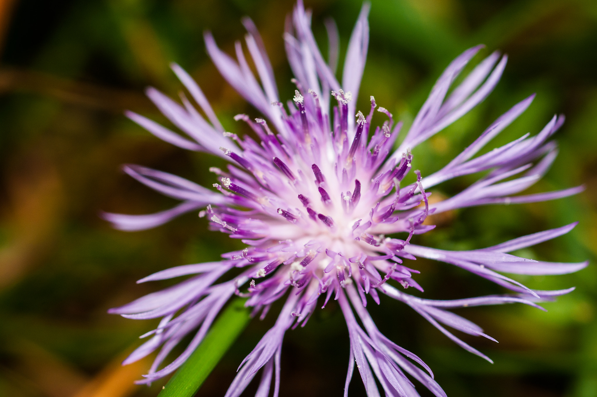 Nikon D300 + Nikon AF Micro-Nikkor 60mm F2.8D sample photo. Flower :d photography